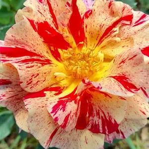 Meet your Posher, Helen